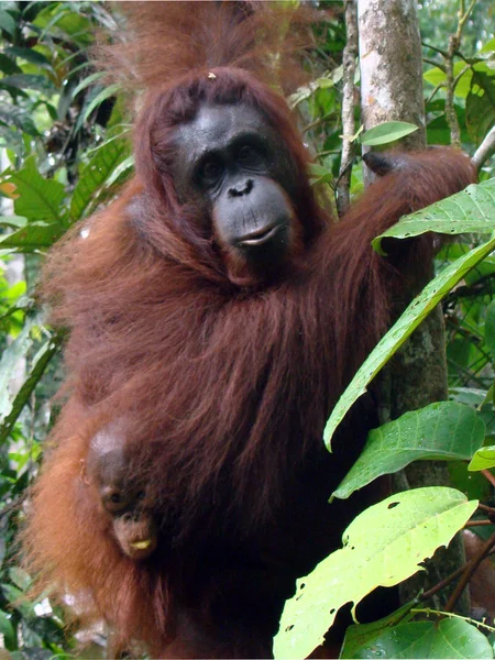 Orangutani na Borneu — Stock fotografie