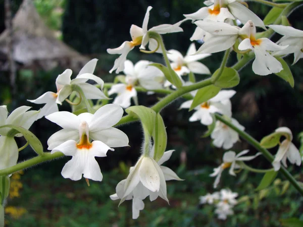 Orquídeas. Flores tropicales . —  Fotos de Stock