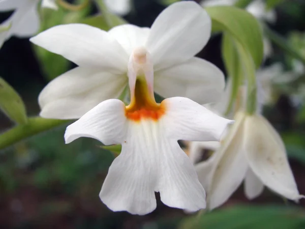 Orchideen. tropische Blumen. — Stockfoto