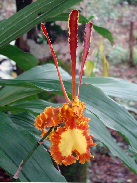Orquídeas. Flores tropicales . —  Fotos de Stock