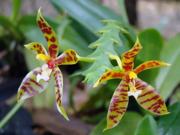 Orchideje. tropické květiny. — Stock fotografie