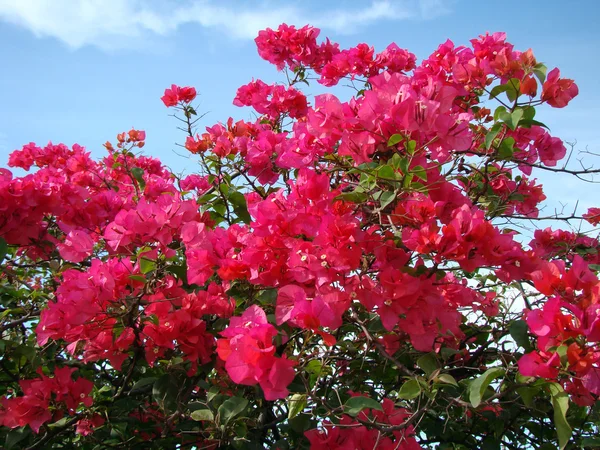 婆罗洲的热带异域风情鲜花. — 图库照片
