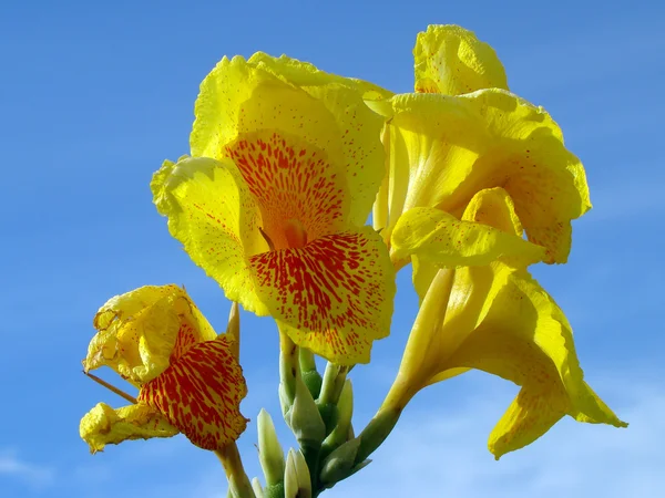 ボルネオ島の熱帯のエキゾチックな花. — ストック写真