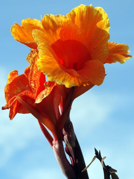 Flores exóticas tropicais de Bornéu . — Fotografia de Stock