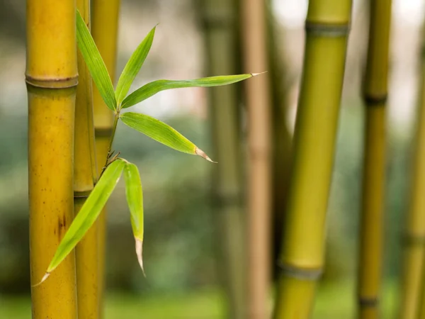 Germogli di bambù — Foto Stock