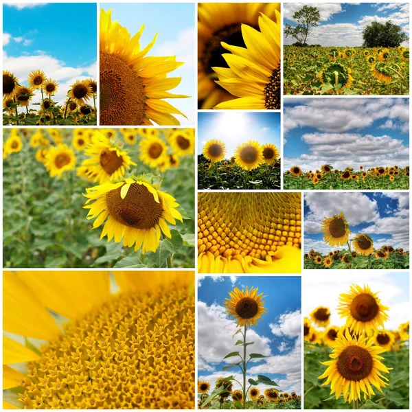 stock image Sunflowers collage