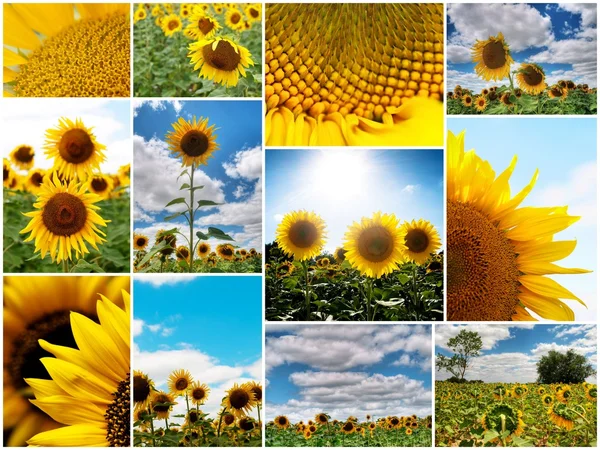 stock image Sunflowers collage