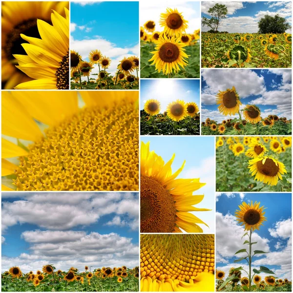 stock image Sunflowers collage