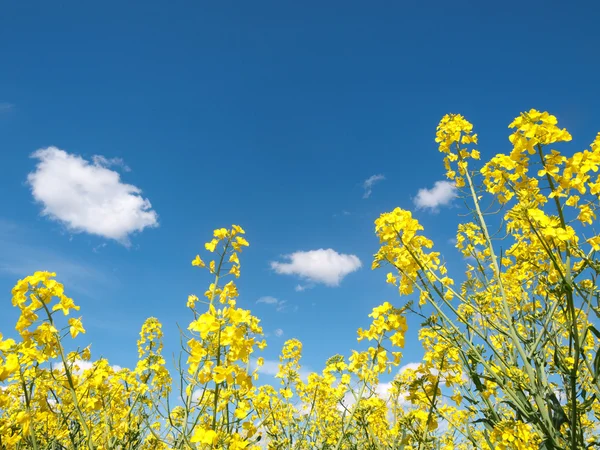 stock image Rapeseed field