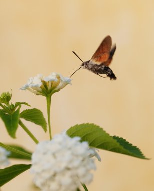 Hummingbird moth clipart