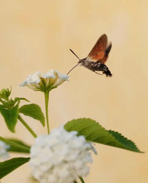 Hummingbird moth — Stock Photo, Image