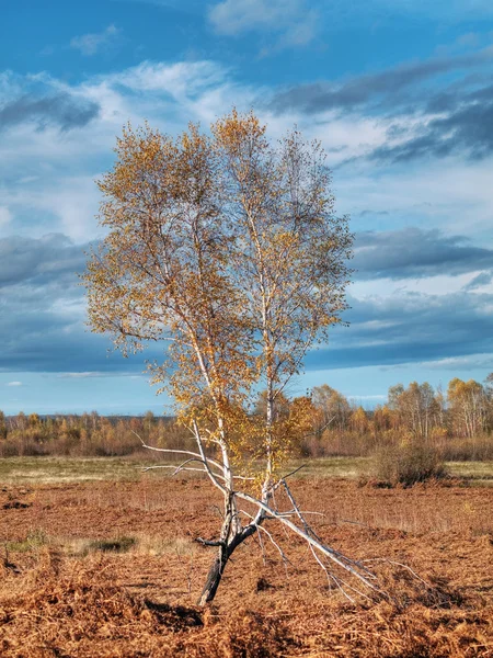 stock image Birch tree