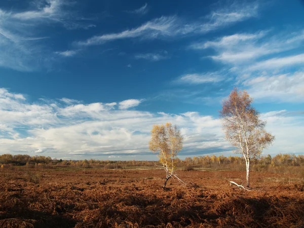 Stock image Birch trees