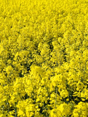 Blooming rapeseed field clipart