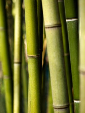 Bambu filizleri
