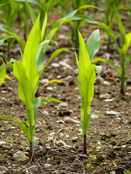 Cultivos jóvenes de maíz tallo — Foto de Stock