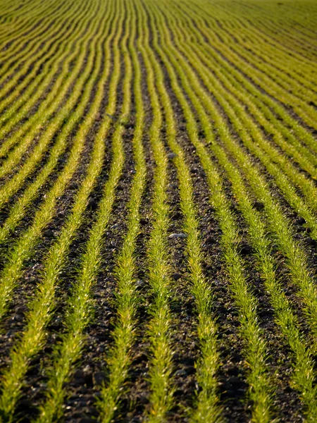 Молодое пшеничное поле — стоковое фото