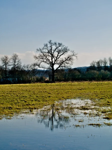 Hermoso árbol con reflejo — Foto de Stock