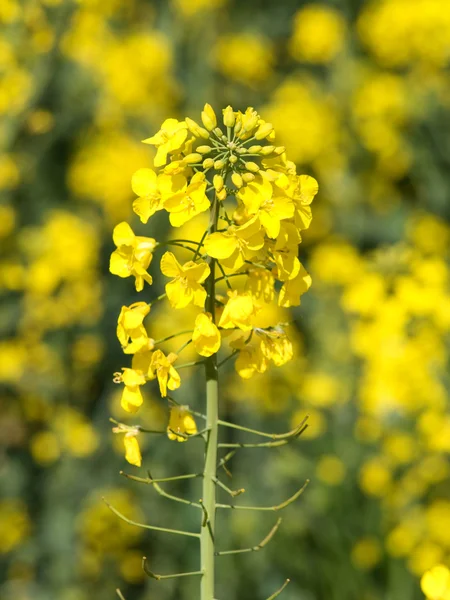 Blooming rapeseed — Stock Photo, Image