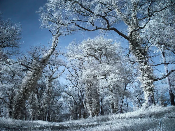 stock image Infrared forest