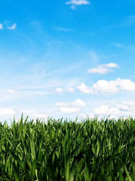 Пшеничное поле весной — стоковое фото