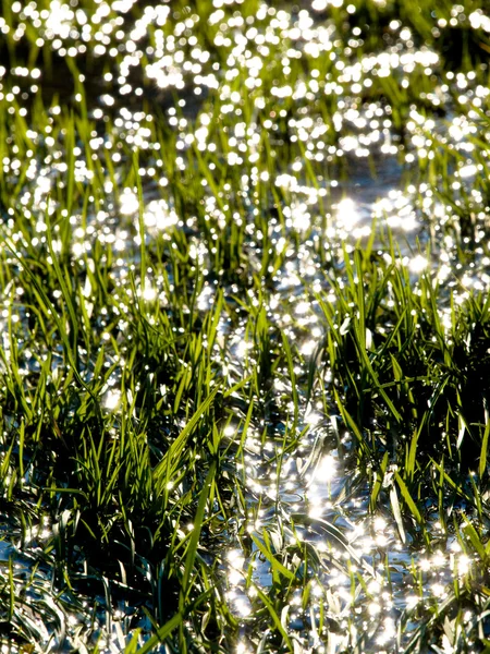 Sular altında çim sahası — Stok fotoğraf