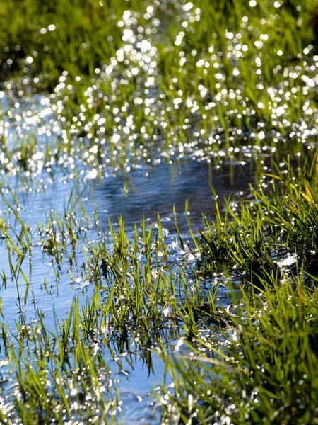 Flooded grass field — Stock Photo, Image