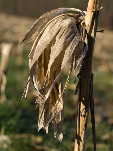 干玉米秸秆 — 图库照片