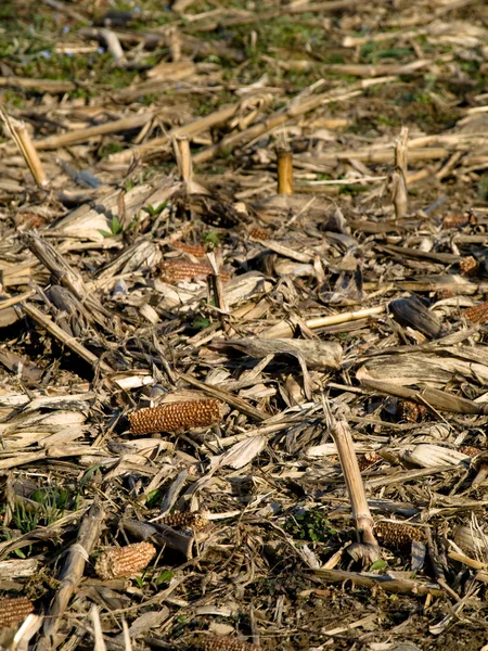 Hojas de maíz seco —  Fotos de Stock