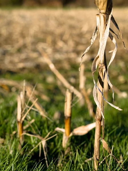 Dry corn stacks — Stock Photo, Image
