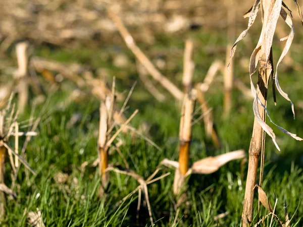 Стопки сухой кукурузы — стоковое фото