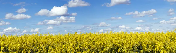 Rapeseed field panoramic landscape — Stock Photo, Image