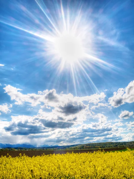 Raapzaad veld onder lente zon — Stockfoto