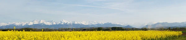 Panoramic landscape of a rapeseed field — Stock Photo, Image