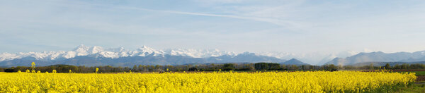 Panoramic landscape of a rapeseed field