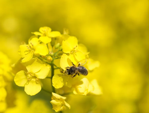 stock image Bee on rapeseed