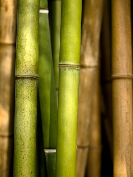 Pędy bambusa — Zdjęcie stockowe