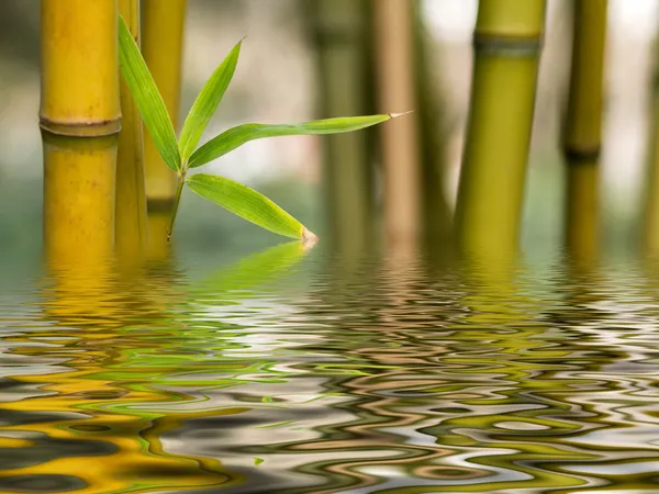 Reflexão de água de bambu — Fotografia de Stock
