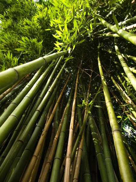 Bamboo trees — Stock Photo, Image