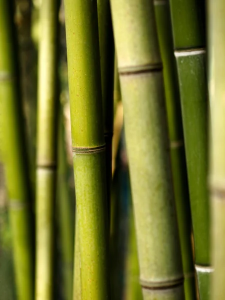 Brotes de bambú — Foto de Stock