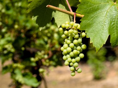 Wine grapes clipart