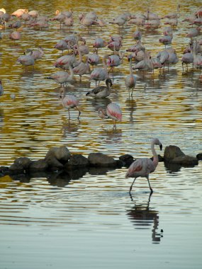 pembe flamingolar