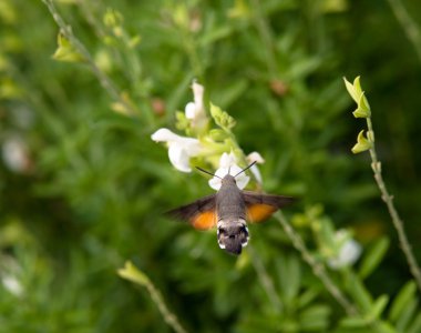 Hummingbird moth clipart