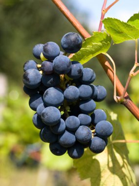 Dark grapes closeup clipart