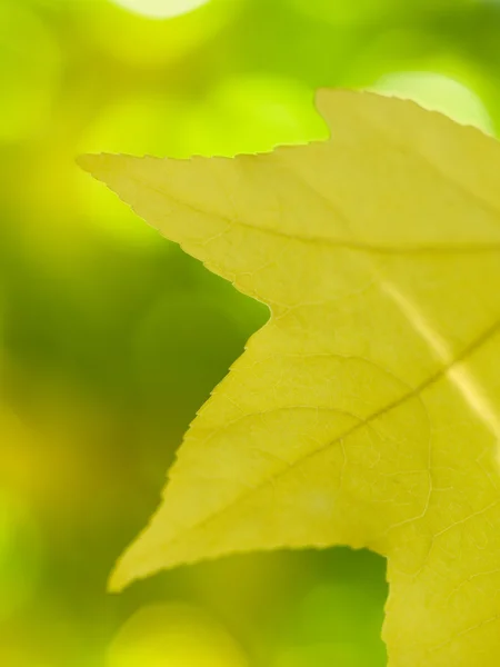 Красивый осенний жёлтый лист — стоковое фото