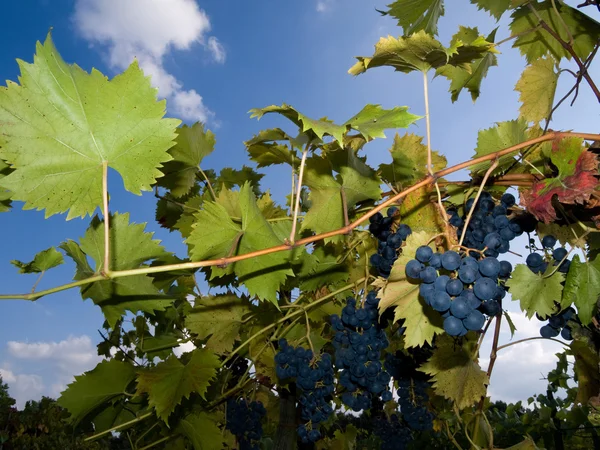 stock image Vineyard with dark grapes