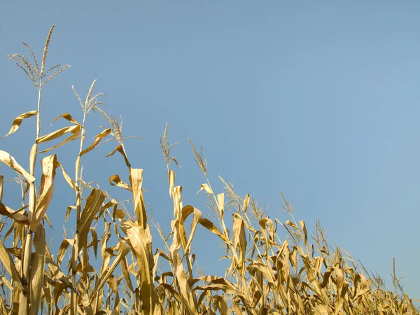 Кукуруза летом — стоковое фото