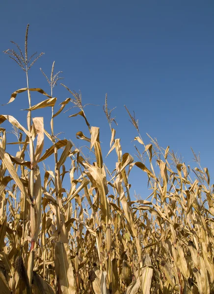 Cultivo de maíz en verano — Foto de Stock