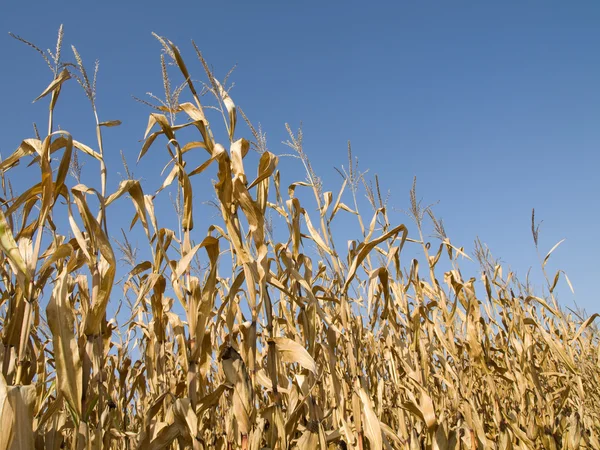 Cultivo de maíz en verano —  Fotos de Stock