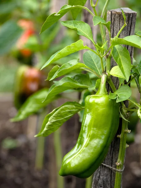 stock image Sweet pepper in garden